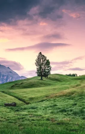 natural wallpaper is a smart choice for your home