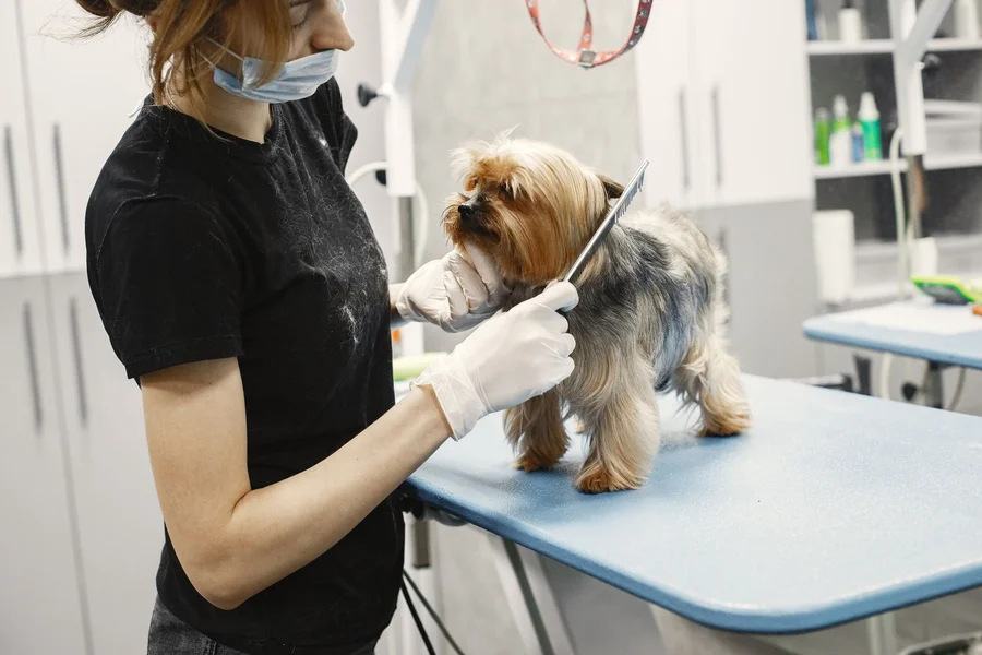 dog hand stripping grooming dog groomer hand stripping wire coat