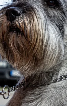 Salt and Pepper Giant Schnauzer: Genetics, Care & Guide