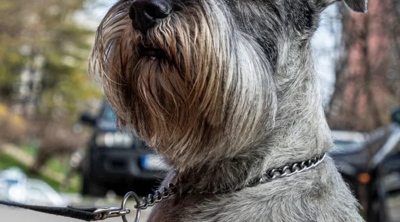 Salt and Pepper Giant Schnauzer: Genetics, Care & Guide
